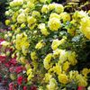 フラワーヒル菊池高原にて・・・