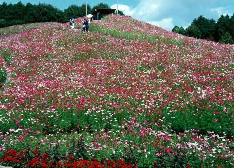 今は無き佐賀県佐里のコスモス遊園にて・・・