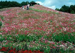 今は無き佐賀県佐里のコスモス遊園にて・・・