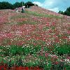 今は無き佐賀県佐里のコスモス遊園にて・・・