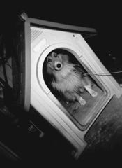 今は亡き忠犬マックス・・・