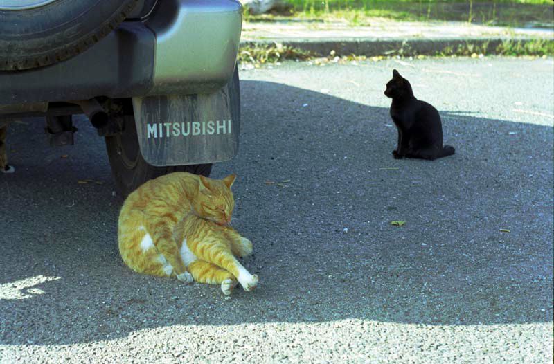 甘木山の猫