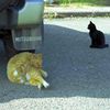 甘木山の猫