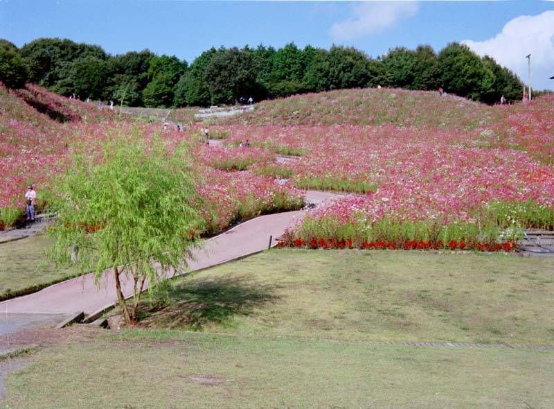 今は無き佐賀県佐里のコスモス遊園にて・・・