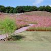 今は無き佐賀県佐里のコスモス遊園にて・・・