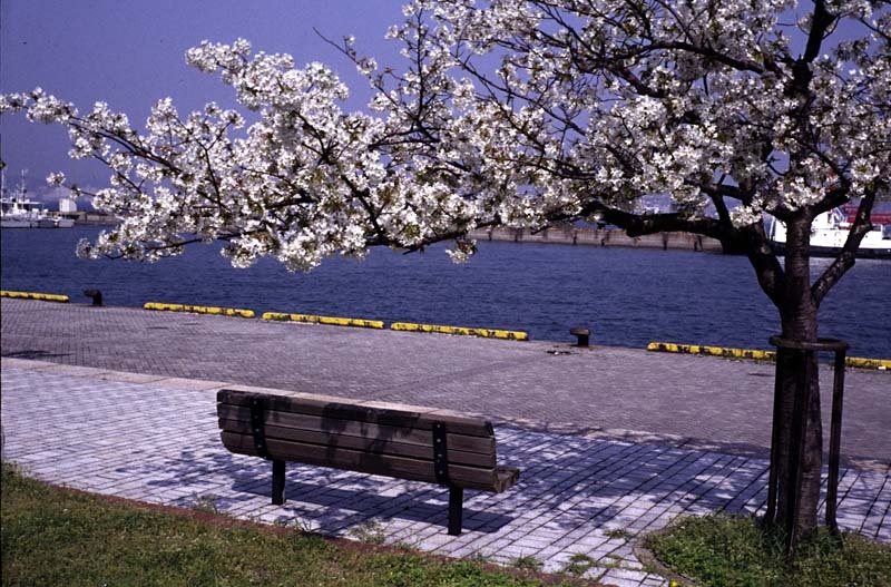 門司港の桜・その弐