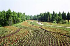 くじゅう花公園の風景・その弐
