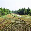くじゅう花公園の風景・その弐