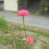 花・その弐