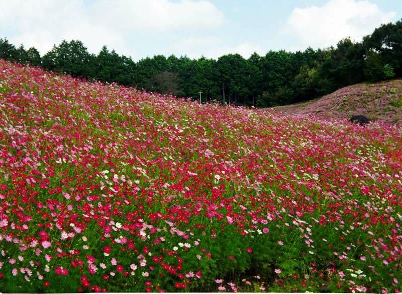 今は無き佐賀県佐里のコスモス遊園にて