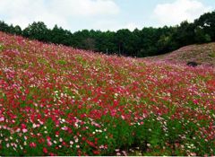 今は無き佐賀県佐里のコスモス遊園にて