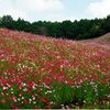 今は無き佐賀県佐里のコスモス遊園にて
