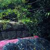 白銀川の土手にて・・・