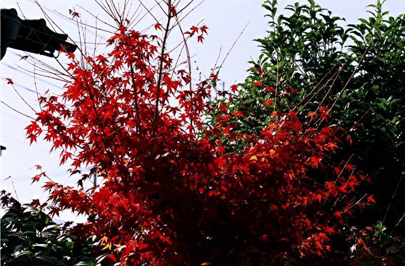 自宅の紅葉・その弐