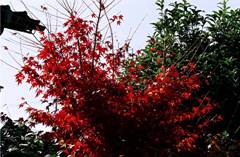 自宅の紅葉・その弐