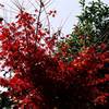 自宅の紅葉・その弐