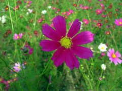 隣家の畑のコスモス・その弐