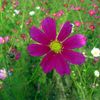 隣家の畑のコスモス・その弐