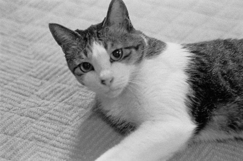 今は亡き、師匠の愛猫、バルネです。