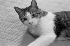 今は亡き、師匠の愛猫、バルネです。