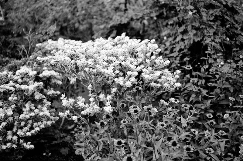 SummerFlower01