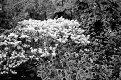 SummerFlower01