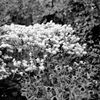 SummerFlower01