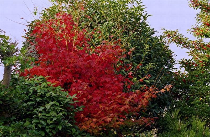 自宅の紅葉・その壱