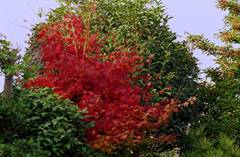 自宅の紅葉・その壱