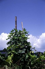 近所のイチジク