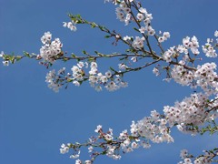 くじゅうの入り口、三愛レストハウスの桜・その壱