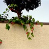 冬の花