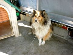 今は亡き、忠犬マックス!