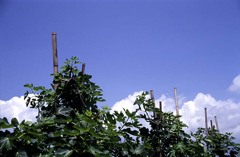 近所のイチジク