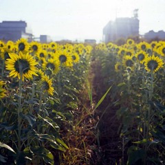 ひまわり畑・その弐
