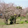甘木山の桜・その四