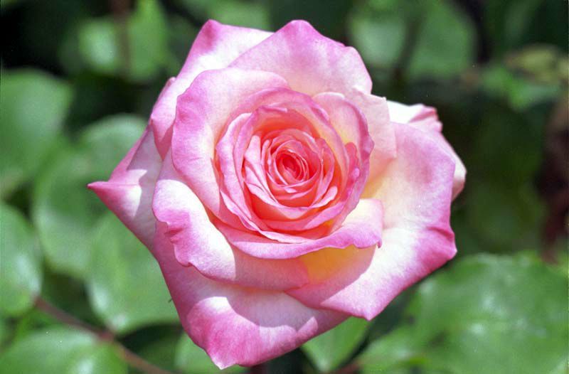 Princes of Wales at Flower Hill Kikuchi 