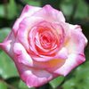 Princes of Wales at Flower Hill Kikuchi 