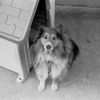 今は亡き、忠犬マックス！
