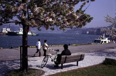門司港の桜・その壱
