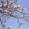 甘木山の桜・その弐