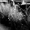 隣家のコスモス１