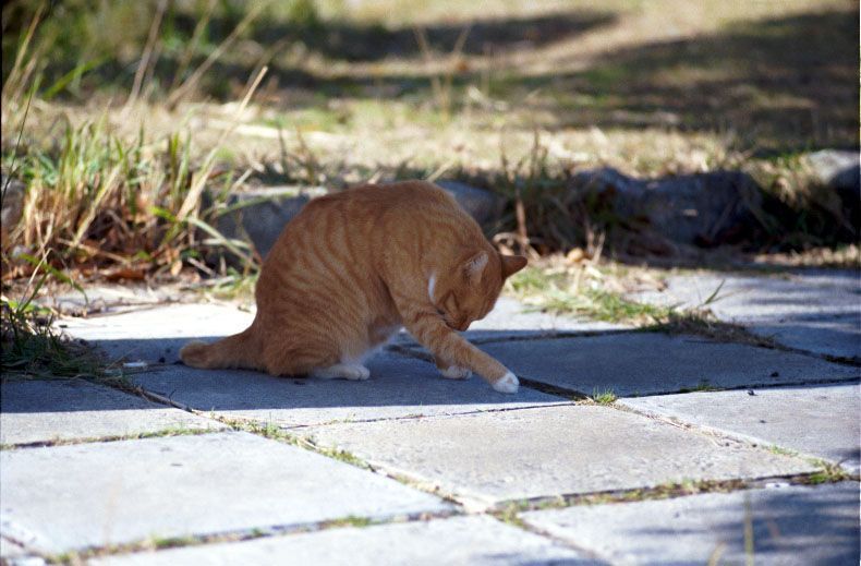 ネコ身繕い