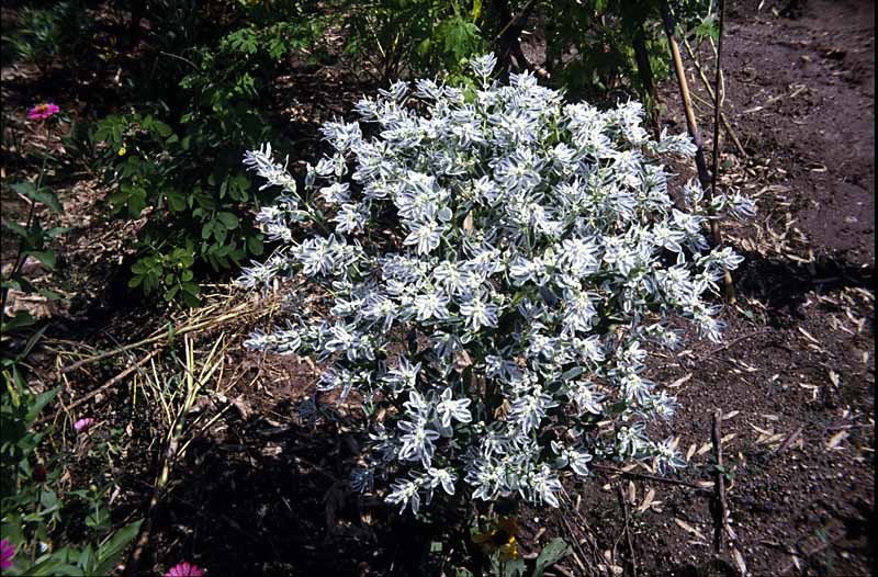 夏の花