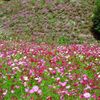 今は無き佐賀県佐里のコスモス遊園・その壱