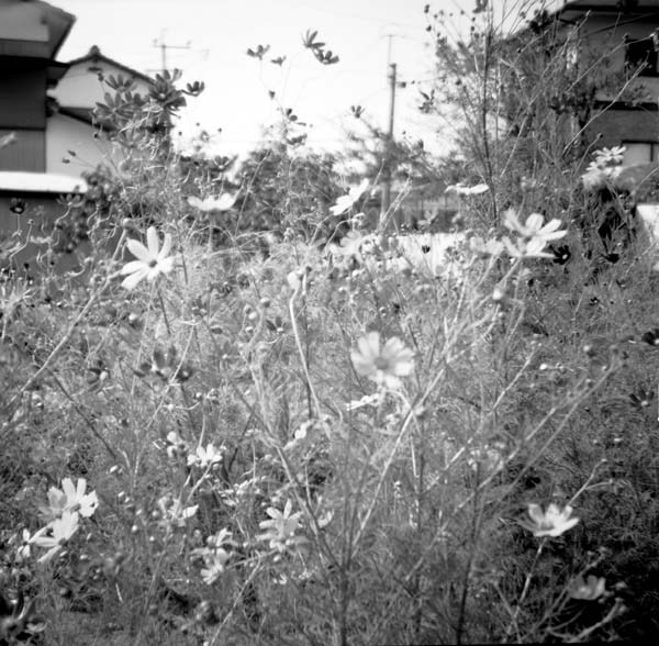 隣家のコスモス
