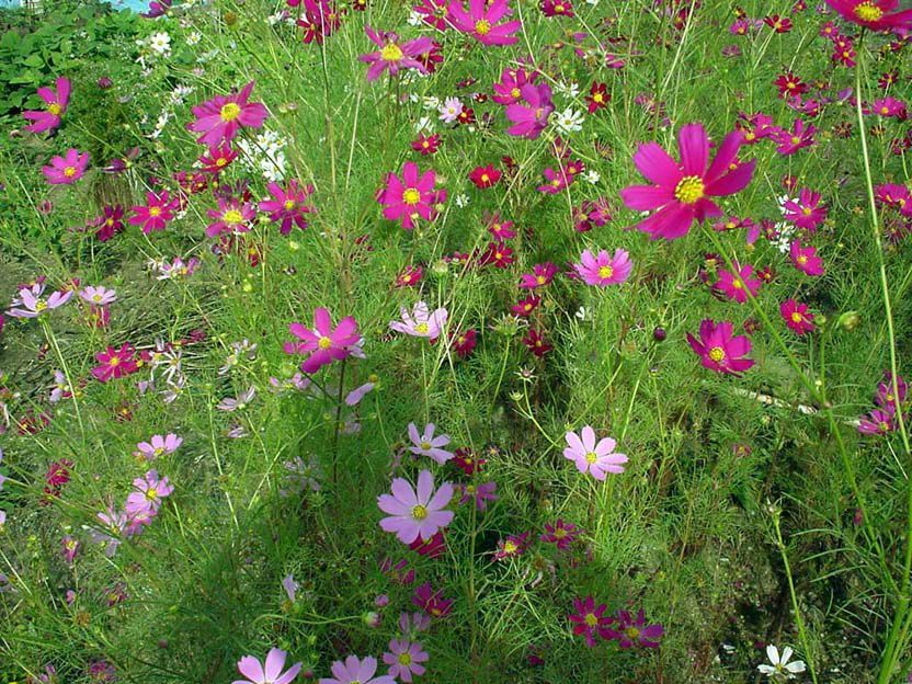 隣家の畑のコスモス・その壱