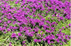 フラワーヒル菊池高原にて・・・