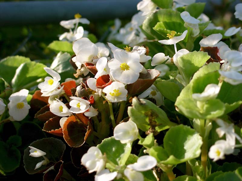 綺麗な花・その壱