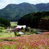今は無き佐賀県佐里のコスモス遊園・その弐